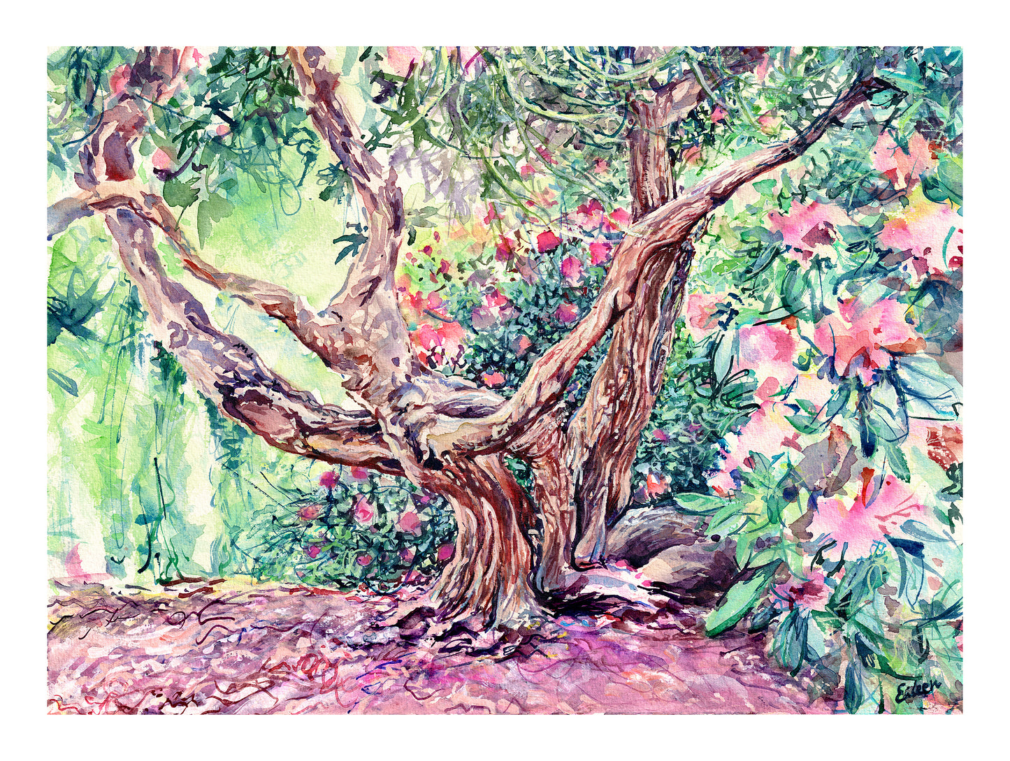 Off the path, Rhododendron Nº3
