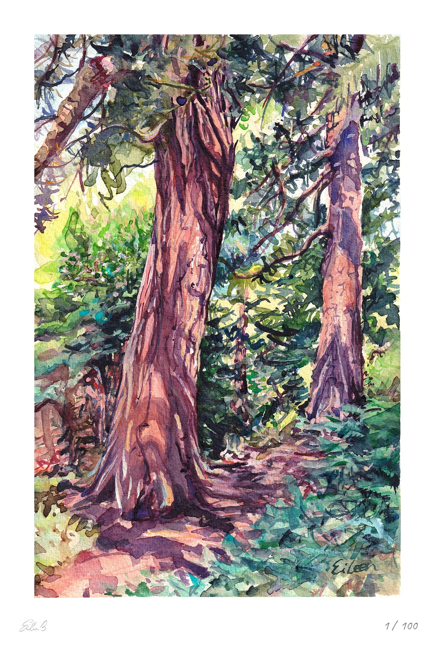 Redwood Grove Kew II