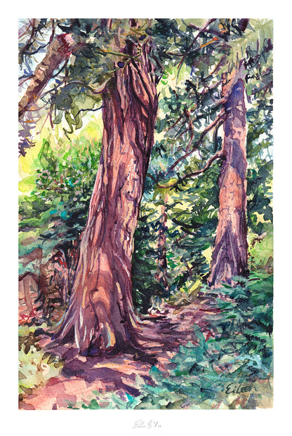 Redwood Grove Kew II