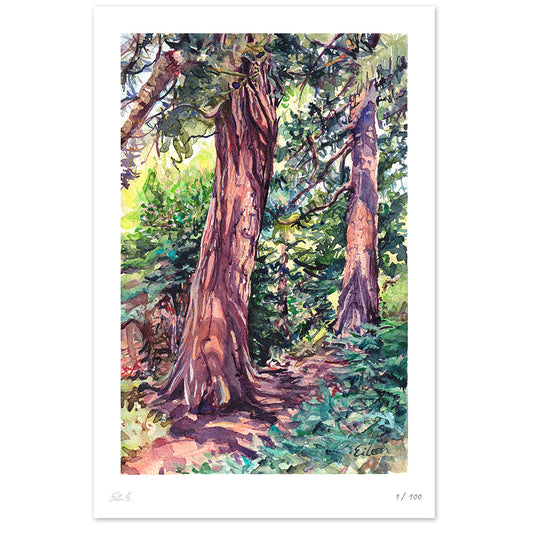Redwood Grove Kew II